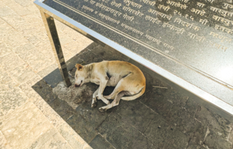 Melodyhirsch Mumbai2024 20