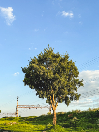 Melodyhirsch Southafrica2024 105