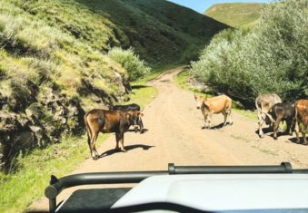 Melodyhirsch Southafrica2024 115