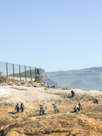 Melodyhirsch Southafrica2024 178