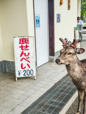 Melodyhirsch Japan 047