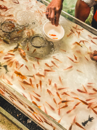 Melodyhirsch Japan 113