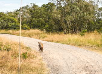 Melodyhirsch Kenya2024 032