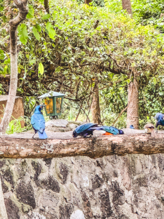 Melodyhirsch Kenya2024 049