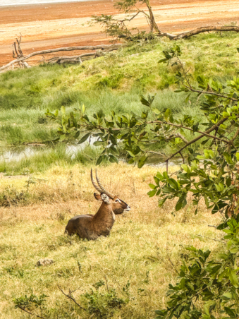 Melodyhirsch Kenya2024 054