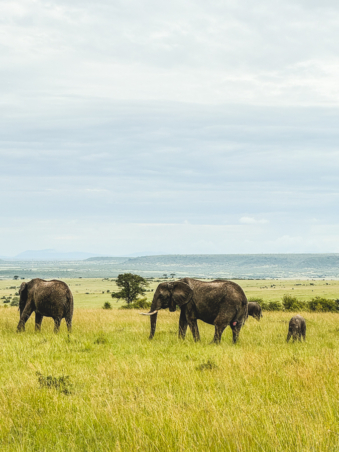 Melodyhirsch Kenya2024 075