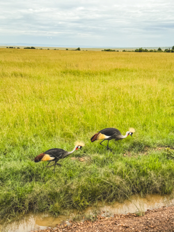 Melodyhirsch Kenya2024 076