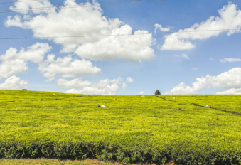 Melodyhirsch Kenya2024 122