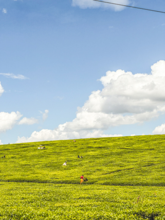 Melodyhirsch Kenya2024 123
