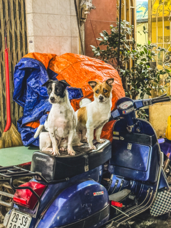 Melodyhirsch Vietnam 005