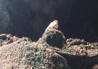 Melodyhirsch Vietnam 025