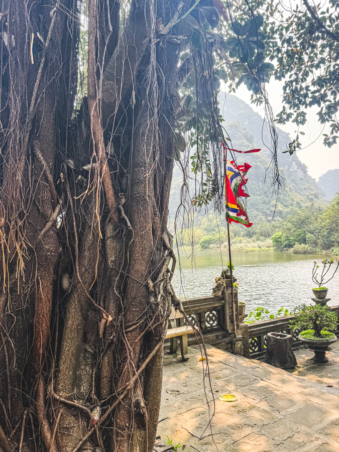 Melodyhirsch Vietnam 040