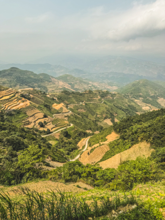 Melodyhirsch Vietnam 058