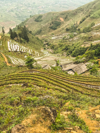 Melodyhirsch Vietnam 062