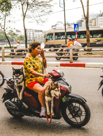 Melodyhirsch Vietnam 074